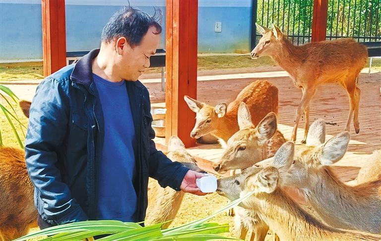 发展产业调研】林下生金MG不朽情缘【高质
